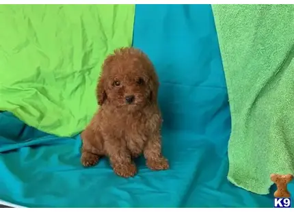 RED MALTIPOO PUPPY FOR SALE  tel...9495058192 available Maltipoo puppy located in Orange ca